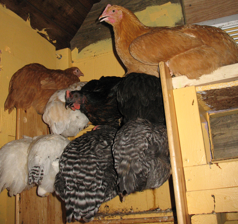 chicken coop roost. Chickens on roost